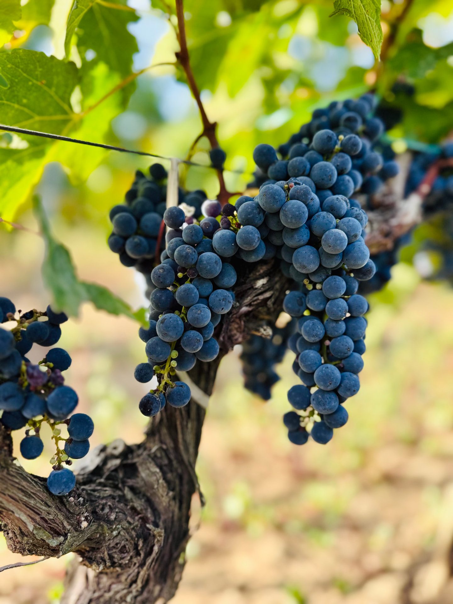 Grappes de raisin mûr suspendues à un cep de vigne du domaine