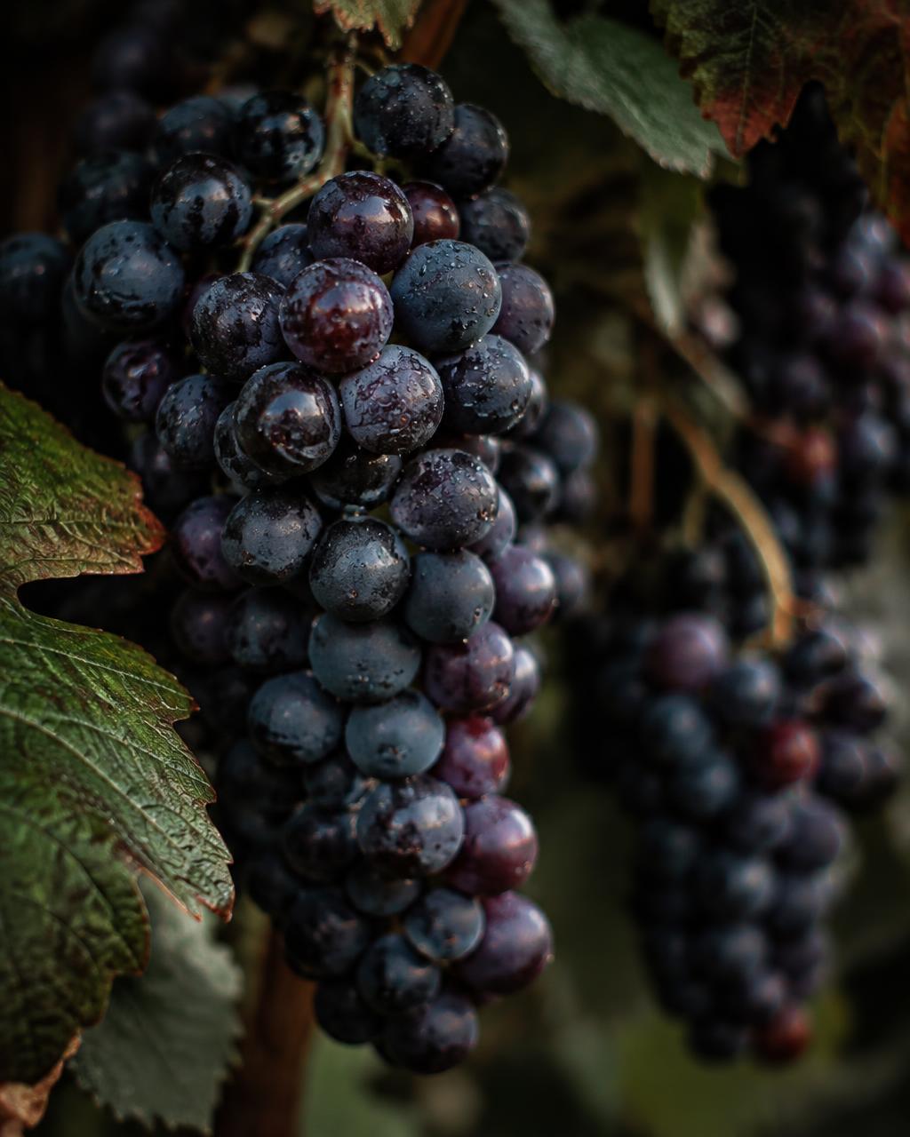 Grappes de Merlot à maturité
